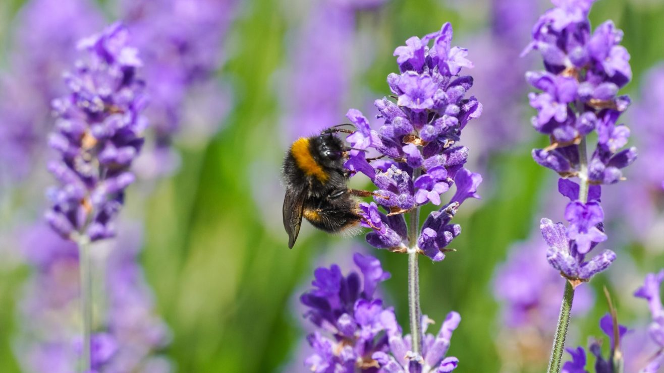 Wonkhe-Lavender-Bee